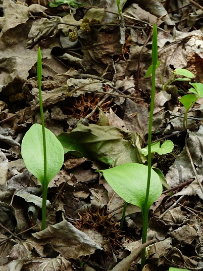 {Ophioglossum pycnostichum}